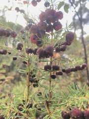 Boronia megastigma