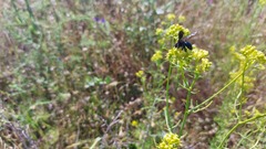 Xylocopa violacea