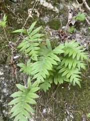 Polypodium cambricum