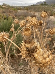Cynara cardunculus