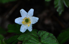 Anemonoides nemorosa