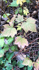 Ribes americanum
