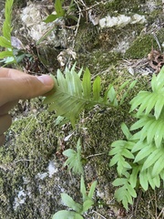 Polypodium cambricum