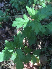 Artemisia vulgaris