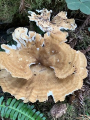 Bondarzewia occidentalis