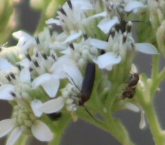 Acoloithus falsarius