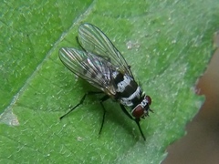 Limnophora obsignata