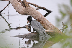 Anhinga anhinga leucogaster