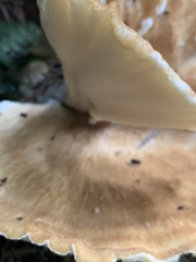 Bondarzewia occidentalis