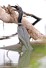 Anhinga anhinga leucogaster