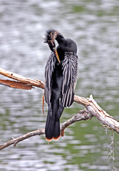 Anhinga anhinga leucogaster