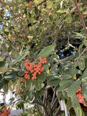 Cotoneaster coriaceus