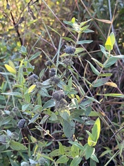Pycnanthemum muticum
