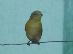Euphonia chlorotica