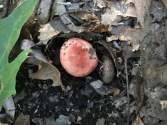 Russula fragilis