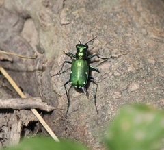 Cicindela sexguttata