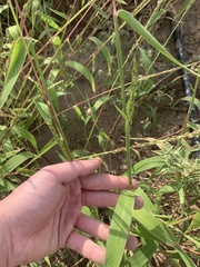 Urochloa texana
