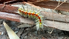 Apatelodes pudefacta