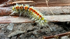 Apatelodes pudefacta