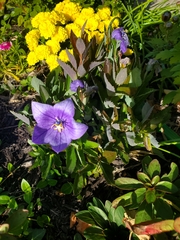 Platycodon grandiflorus