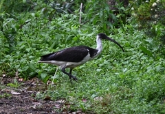 Threskiornis spinicollis
