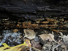 Botryobasidium aureum