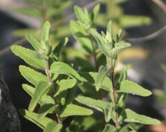 Brickellia cylindracea