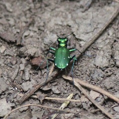 Cicindela sexguttata