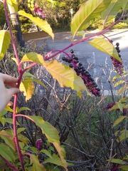 Phytolacca americana