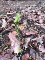 Pterostylis barbata