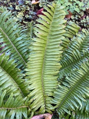 Polystichum munitum