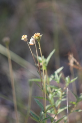 Wedelia hispida