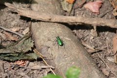 Cicindela sexguttata