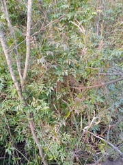 Sapindaceae