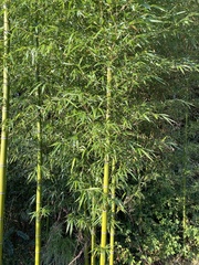 Phyllostachys aurea