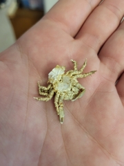 Mithraculus sculptus