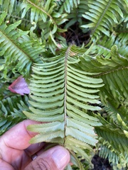 Polystichum munitum