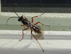 Auplopus mellipes