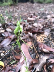 Pterostylis barbata