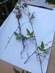 Sapindaceae
