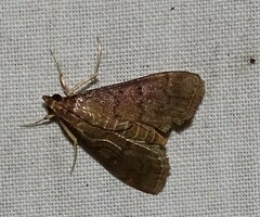 Herpetogramma phaeopteralis