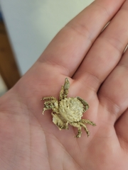 Mithraculus sculptus