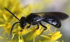 Lasioglossum fuscipenne