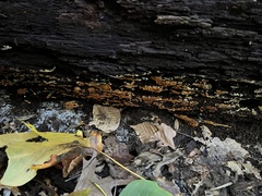 Botryobasidium aureum