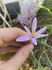 Colchicum longifolium