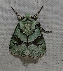 Lacinipolia implicata