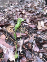 Pterostylis barbata