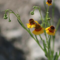 Helenium elegans