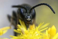 Lasioglossum fuscipenne