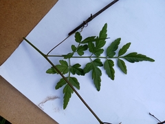 Sapindaceae